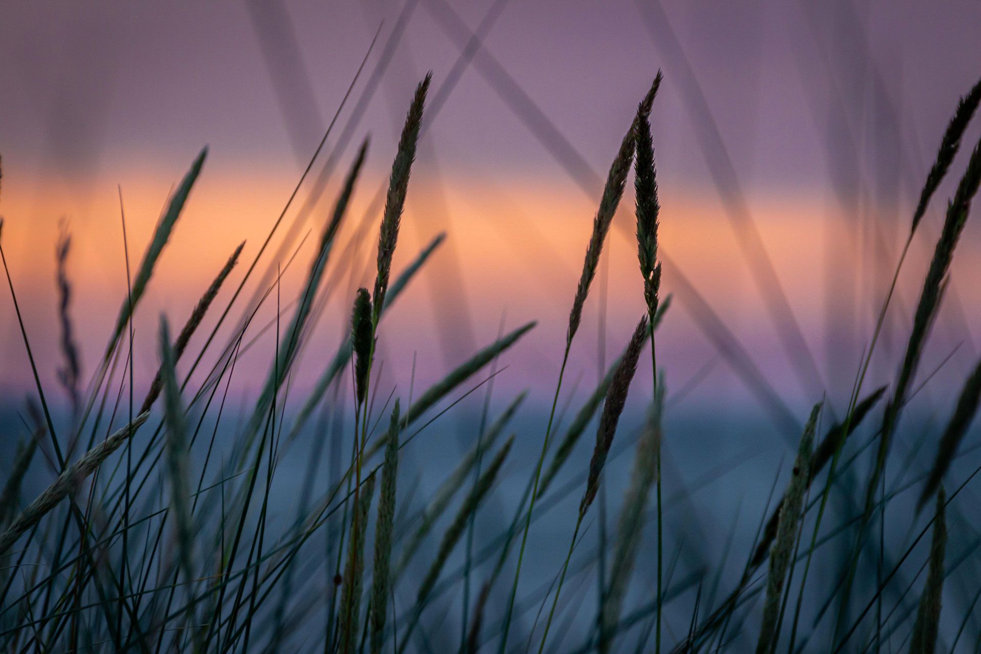 Close-up of wheat in the wind, the sky in the background tinged orange by the evening light.